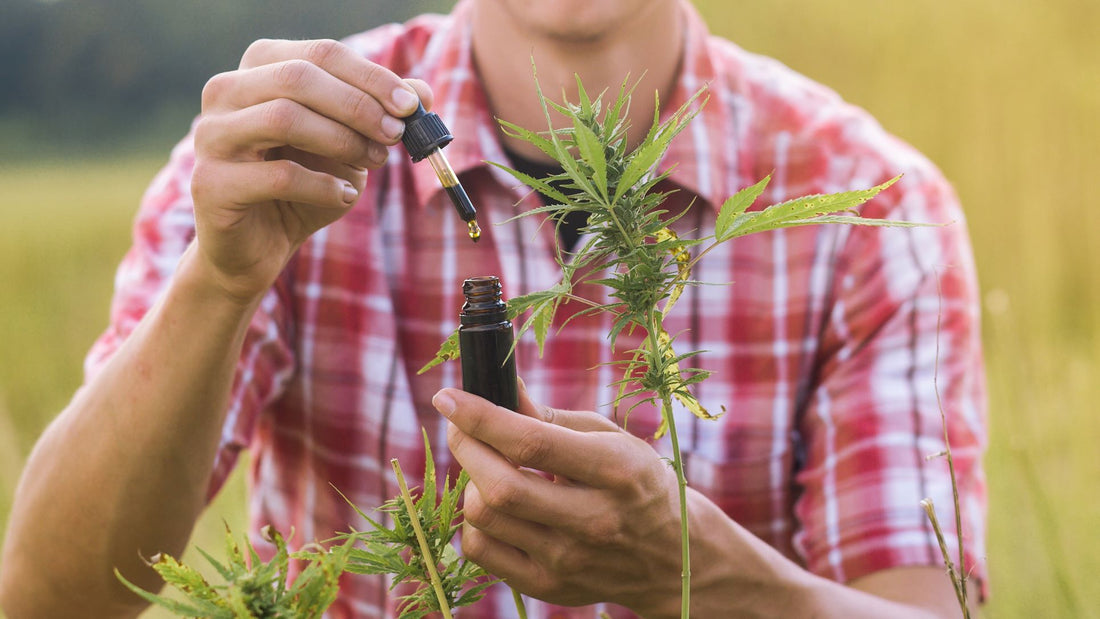 A man in a plaid shirt holds a tincture and dropper next to a hemp plant outside.