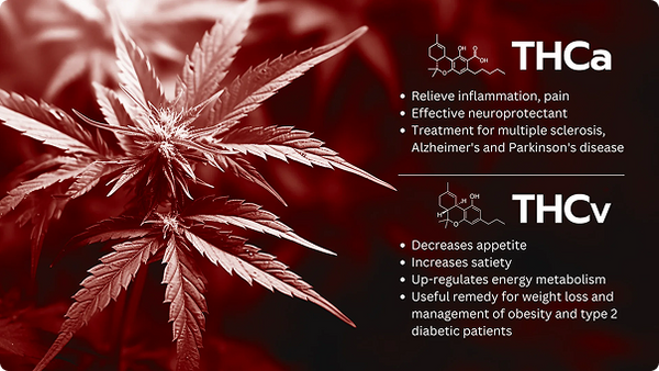 THCa Vs THCv : Cannabinoids Compared