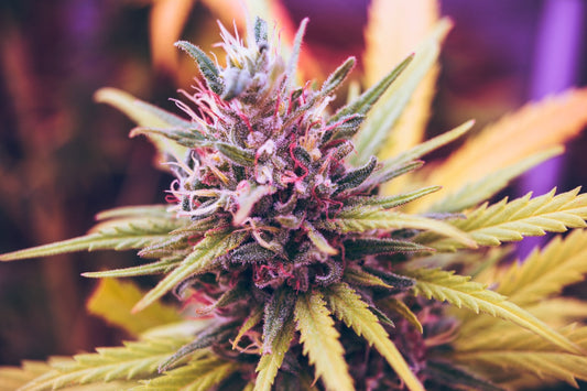 What is THC-P?