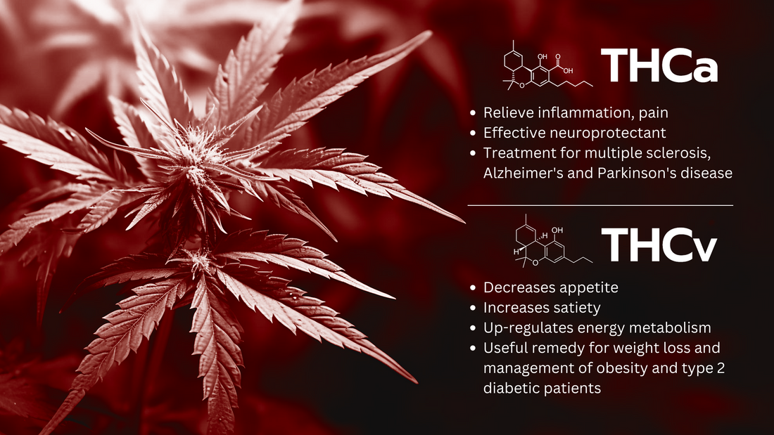 THCa vs THCv : Cannabinoids Compared