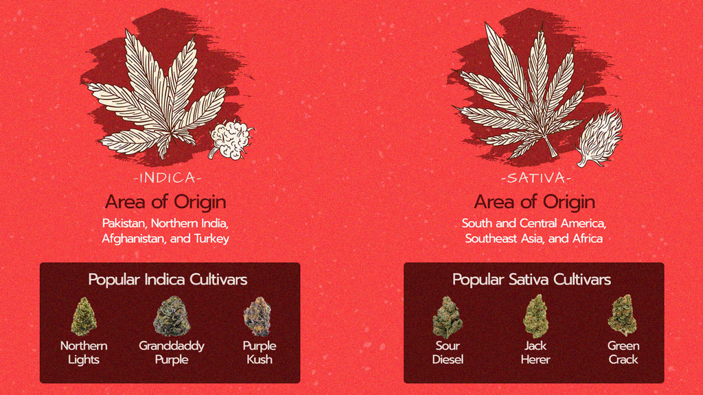 Indica vs. Sativa : What You Need To Know When Choosing Between the Two